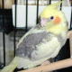 お友だちの鳥さんコーナー